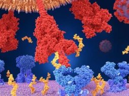 El coronavirus utiliza proteínas especiales para entrar a nuestro cuerpo. SCIENCE PHOTO LIBRARY