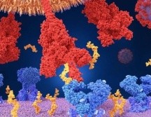 El coronavirus utiliza proteínas especiales para entrar a nuestro cuerpo. SCIENCE PHOTO LIBRARY
