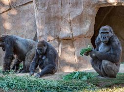 La manada permaneció bajo observación después del diagnóstico. AFP / ARCHIVO