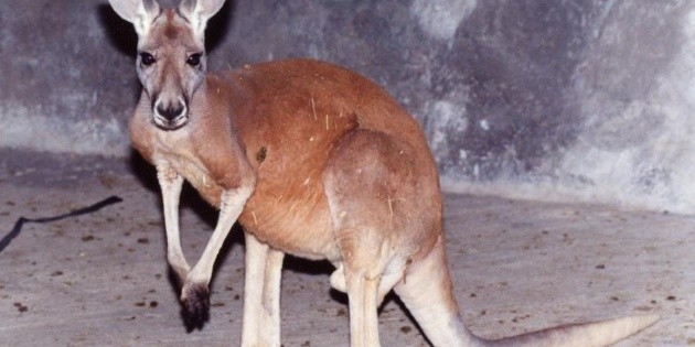 Jaur&iacute;a de perros mata a tres canguros en zool&oacute;gico de Nuevo Le&oacute;n