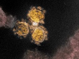 Aunque existen miles de variantes del coronavirus original circulando por el mundo, los expertos se centran sobre todo en tres por su potencial de contagio y aparente mayor resistencia a los fármacos. EFE/ARCHIVO