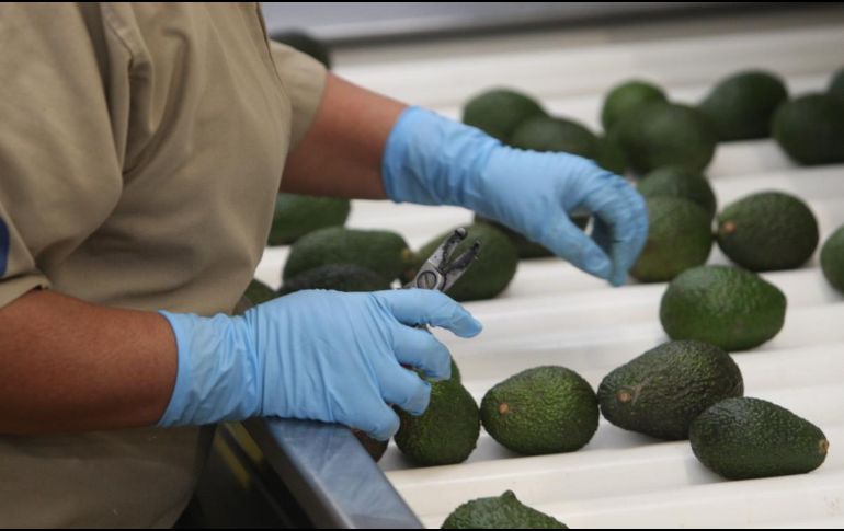 Las ventas de aguacate a Estados Unidos son 18% más que en 2019 e incluso se rebasó el récord de 2018.  EL INFORMADOR/ARCHIVO