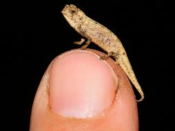 El macho ''Brookesia nana'' es el reptil adulto más pequeño del mundo, y mide apenas 13.5 milímetros desde la boca a la base de la cola, y 22.5 milímetros contando la cola. AP / F. Glaw
