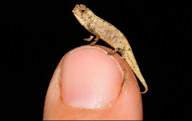 El macho ''Brookesia nana'' es el reptil adulto más pequeño del mundo, y mide apenas 13.5 milímetros desde la boca a la base de la cola, y 22.5 milímetros contando la cola. AP / F. Glaw