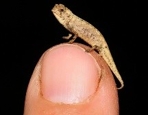 El macho ''Brookesia nana'' es el reptil adulto más pequeño del mundo, y mide apenas 13.5 milímetros desde la boca a la base de la cola, y 22.5 milímetros contando la cola. AP / F. Glaw