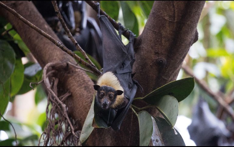 La OMS destaca dos hipótesis como las más probables para la transmisión del COVID-19 al ser humano: a través de un huésped animal intermedio o por medio de algún alimento congelado. EFE / ARCHIVO