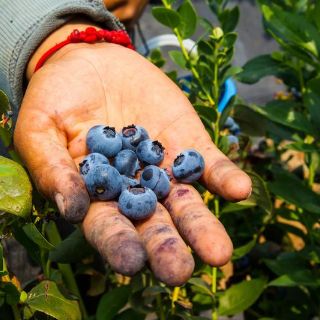 EU no impondrá aranceles a importaciones de arándanos mexicanos