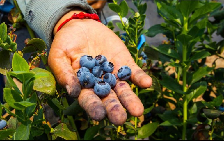 En México hay siete mil 400 hectáreas dedicadas al cultivo de arándano azul, las cuales generan 70 mil empleos directos. EL INFORMADOR/ARCHIVO