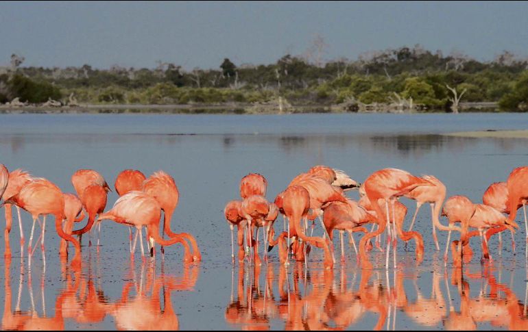 Los flamencos rosados alegran con su belleza la Reserva de la Biósfera de Ría Lagartos, en Yucatán. ESPECIAL/Sectur