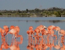 Los flamencos rosados alegran con su belleza la Reserva de la Biósfera de Ría Lagartos, en Yucatán. ESPECIAL/Sectur