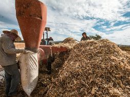 SOSTÉN. Las ventas agrícolas dejaron ganancias de 39 mil 525 MDD al país.  EL INFORMADOR/ARCHIVO