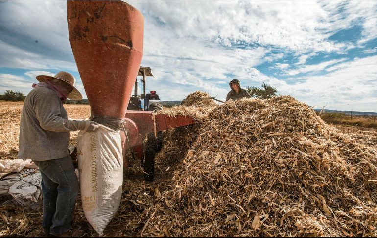 SOSTÉN. Las ventas agrícolas dejaron ganancias de 39 mil 525 MDD al país.  EL INFORMADOR/ARCHIVO