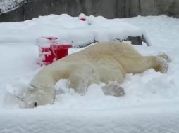 Comparten video de Oso polar disfrutando nevada en zoológico de EU