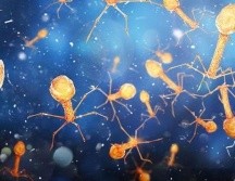 Muchos virus están involucrados en procesos corporales esenciales y forman parte de nuestro ecosistema interno. GETTY IMAGES