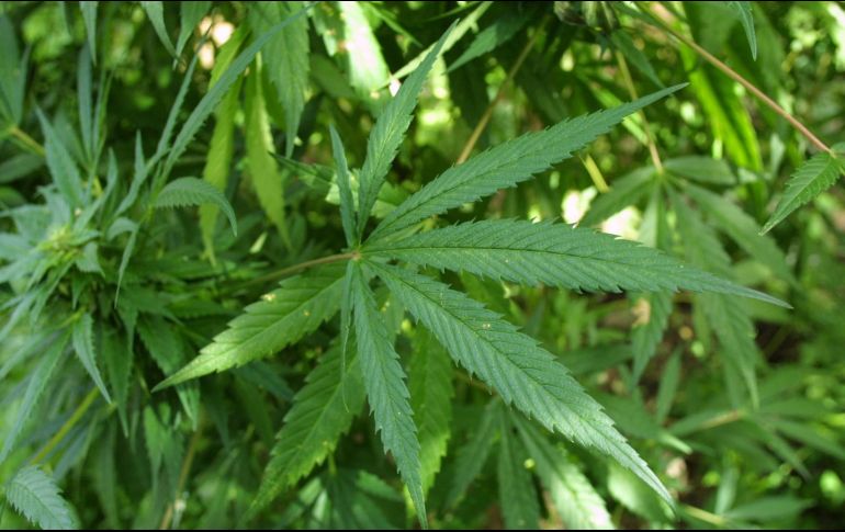 La propuesta de reforma es independiente a la regulación sobre el uso medicinal o lúdico de la marihuana. EL INFORMADOR/ARCHIVO