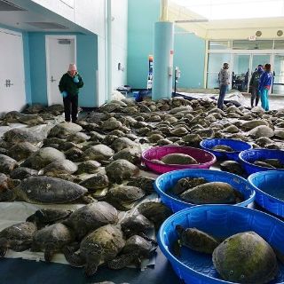 Texanos salvan a miles de tortugas de morir congeladas