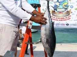 Exhortan a las pesquerías mexicanas a obtener la certificación y demostrar el más alto estándar a nivel global. NTX/ARCHIVO