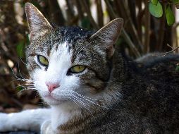 El Día Internacional del Gato se celebra este día como homenaje a ''Socks'', quien fuera la mascota del ex presidente de EU Bill Clinton, y que recibiera la eutanasia precisamente en ese día. NTX / ARCHIVO