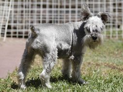 La ley busca  prohibir la colocación de tatuajes, perforaciones, corte de cola y orejas u otras alteraciones biológicas en animales de compañía. EL INFORMADOR / ARCHIVO