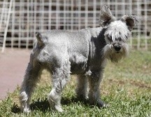 La ley busca  prohibir la colocación de tatuajes, perforaciones, corte de cola y orejas u otras alteraciones biológicas en animales de compañía. EL INFORMADOR / ARCHIVO