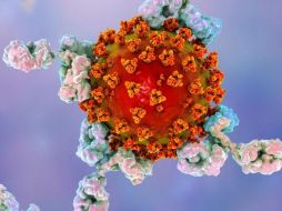 Los niveles de anticuerpos que protegen a una persona después de la infección de coronavirus disminuyen 