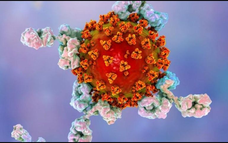 Los niveles de anticuerpos que protegen a una persona después de la infección de coronavirus disminuyen 