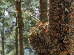La crisis climática tuvo un impacto considerable en el proceso migratorio de la mariposa, aseguran. EFE/RED MONARCA