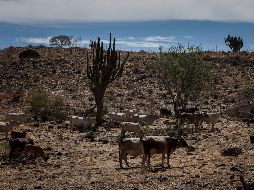 Este clima cálido en México se registra justo en medio una emergencia climática. EL INFORMADOR / ARCHIVO
