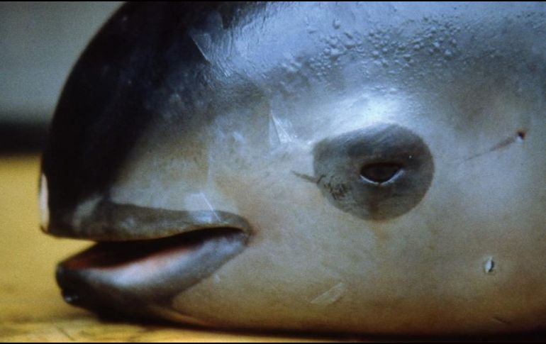Las vaquitas marinas a menudo quedan atrapadas en las redes usadas para la captura de totoaba. AFP/ARCHIVO