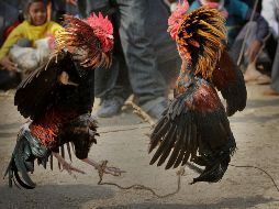 Las peleas de gallos son comunes en Telangana, Andhra Pradesh, Tamil Nadu y Karnataka, estados en el sur de India. AP / ARCHIVO
