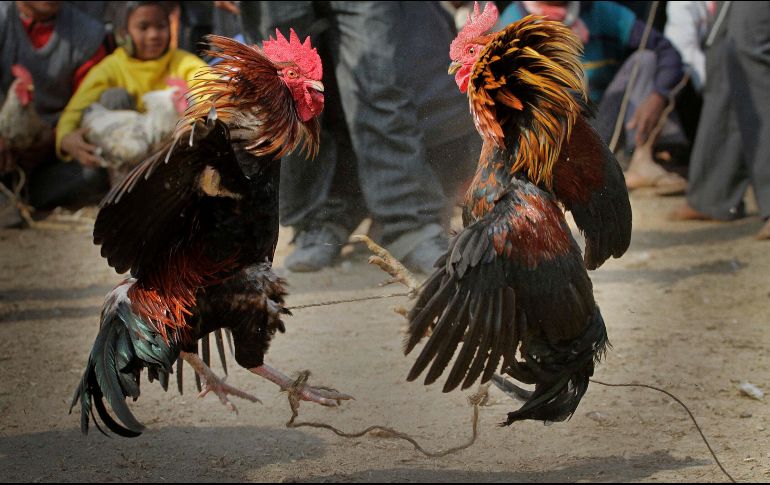 Las peleas de gallos son comunes en Telangana, Andhra Pradesh, Tamil Nadu y Karnataka, estados en el sur de India. AP / ARCHIVO