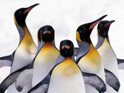 Los pingüinos alemanes deben esperar al menos hasta septiembre para que el huevo eclosione, y de lograr superar los 50 días de incubación, se convertirán en padres el próximo mes. AFP / ARCHIVO