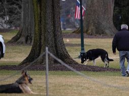 Se desconoce el estado de la víctima, pero el episodio fue lo suficientemente grave como para trasladar a Major y al otro perro, Champ, a Wilmington (Delaware). AFP / ARCHIVO