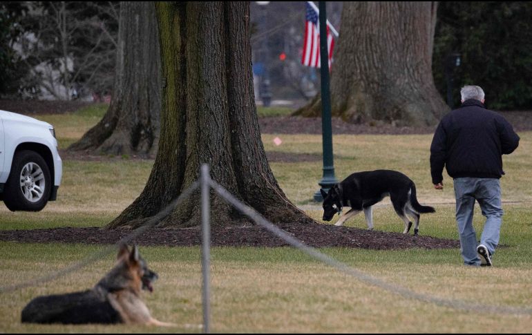 Se desconoce el estado de la víctima, pero el episodio fue lo suficientemente grave como para trasladar a Major y al otro perro, Champ, a Wilmington (Delaware). AFP / ARCHIVO