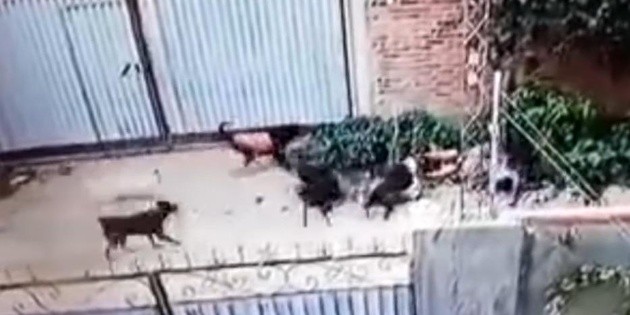 Video: Perros atacan a una mujer en Bolivia