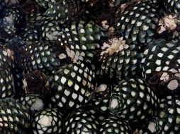 La industria tequilera mexicana produce poco más de 330 millones de litros al año. AFP/ARCHIVO