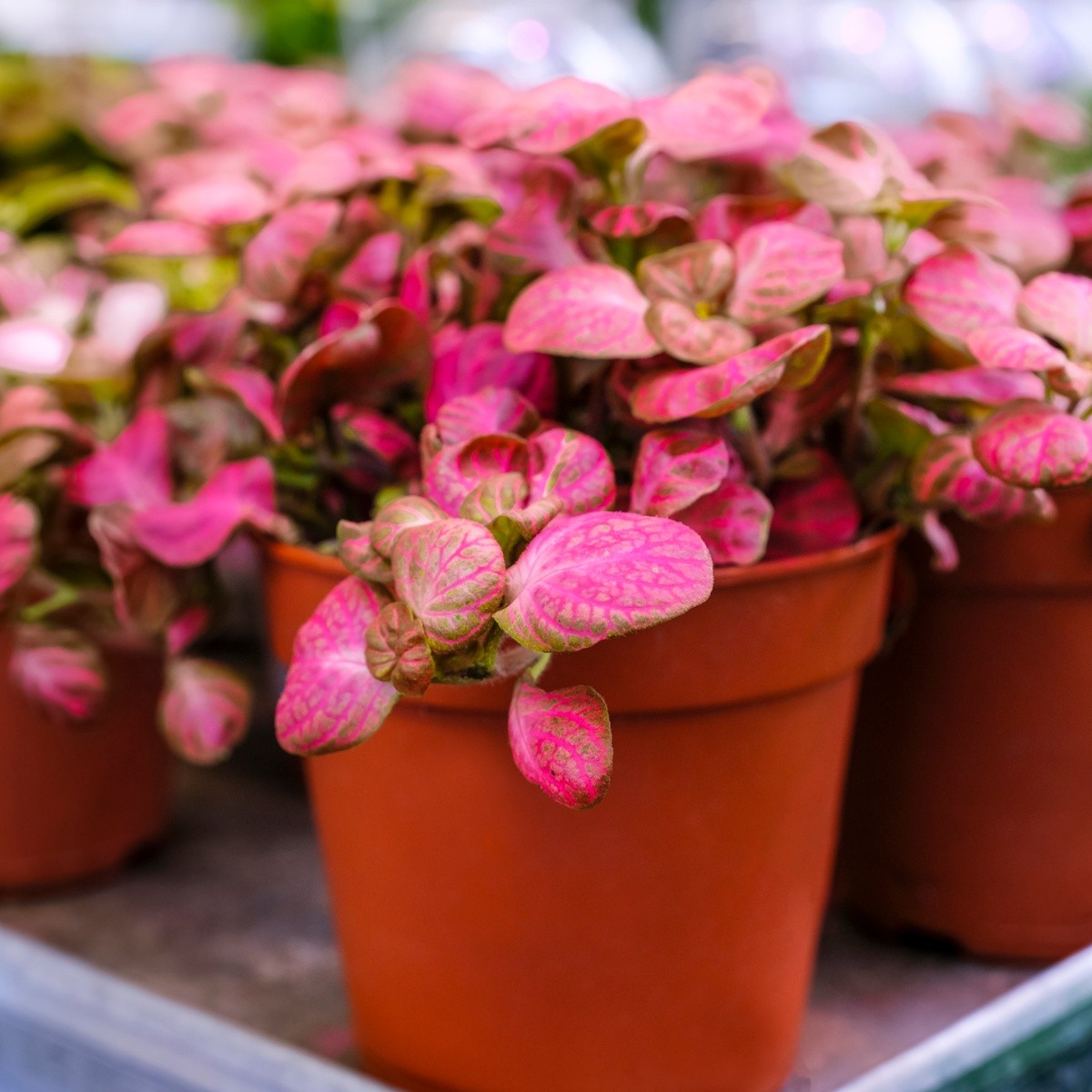 Plantas color rosa perfectas para interiores | El Informador