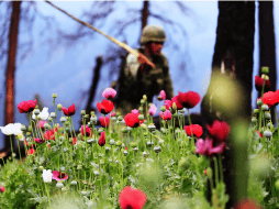 Expertos convocados por Periódicos Asociados en Red y Centro de Estudios México-Estados Unidos dialogan al respecto del cultivo de amapola. EFE / ARCHIVO