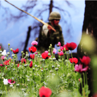 Webinar: Cultivo de amapola en México y la cooperación en seguridad con Estados Unidos