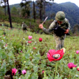 La amapola, clave para entender la cooperación en seguridad de México y Estados Unidos