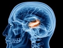 Las células de tiempo se ubican en el hipocampo. GETTY IMAGES