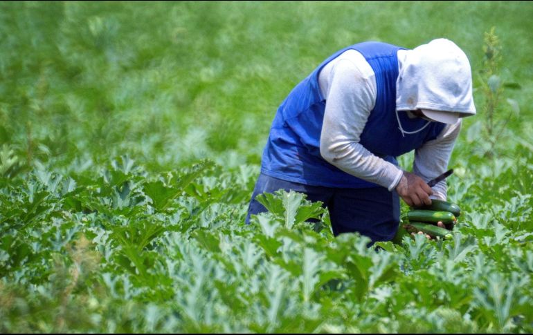 Los mexicanos que participan en el Programa de Trabajadores Agrícolas Temporales recibirán la vacuna. EFE/ARCHIVO
