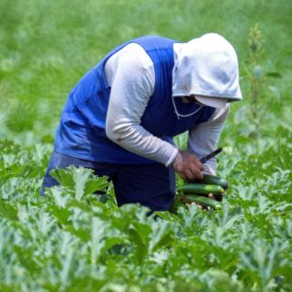 Aplican vacunas contra COVID a trabajadores mexicanos en Canadá