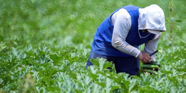 COVID-19: Aplican vacunas a trabajadores mexicanos en Canad&aacute;