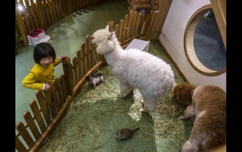 Trabajadores de la cafetería explican a los clientes cómo deben tratar a los animales para que no les den problemas. EFE/A. Plavevski