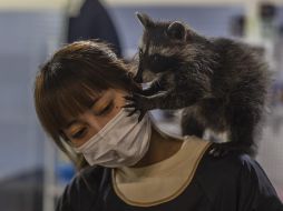 Trabajadores de la cafetería explican a los clientes cómo deben tratar a los animales para que no les den problemas. EFE/A. Plavevski