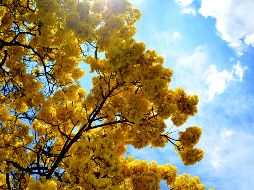 En el hemisferio norte, donde se ubica México, el equinoccio de primavera sucede alrededor del 20 o 21 de marzo, cuando el Sol cruza el ecuador hacia el norte. EL INFORMADOR / ARCHIVO