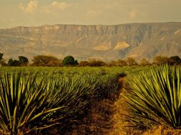Los campos de agave son una joya nacional que inspira a mexicanos y extranjeros. ESPECIAL / Oficina de Visitantes y Convenciones de Guadalajara