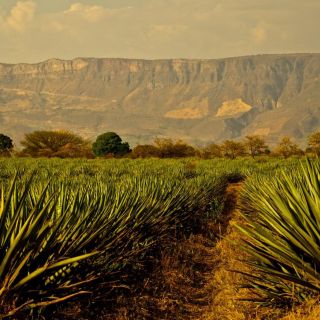 México celebra el Día Nacional del Tequila