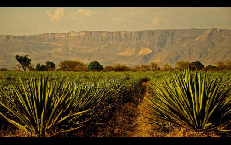 Los campos de agave son una joya nacional que inspira a mexicanos y extranjeros. ESPECIAL / Oficina de Visitantes y Convenciones de Guadalajara